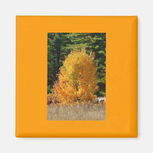 Herfst Tree Magnet (Voorkant)