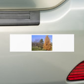 Herfst Trees Bumpersticker (Op auto)