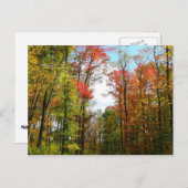 Herfst Trees en Blue Sky Autumn Natuur Fotografie Briefkaart (Voorkant / Achterkant)