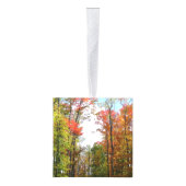 Herfst Trees en Blue Sky Autumn Natuur Fotografie Decoratie (Rechts)