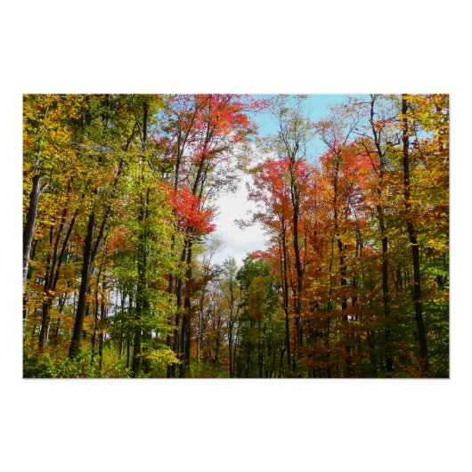 Herfst Trees en Blue Sky Autumn Natuur Fotografie Poster (Voorkant)