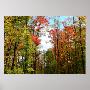 Herfst Trees en Blue Sky Autumn Natuur Fotografie Poster