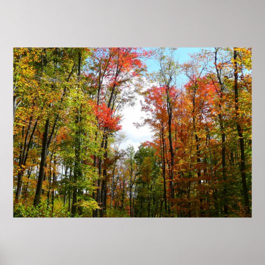 Herfst Trees en Blue Sky Autumn Natuur Fotografie Poster (Voorkant)