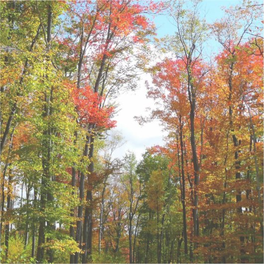 Herfst Trees en Blue Sky Autumn Natuur Fotografie Sticker (Voorkant)