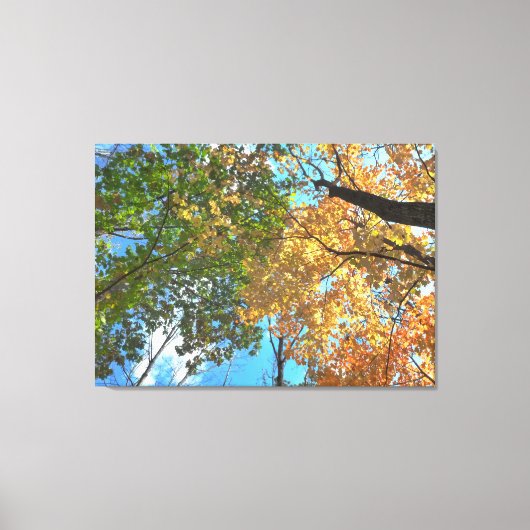 Herfst Treetops LG Canvas Print (Voorkant)