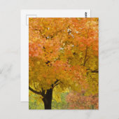 Herfst verlaat herfst Briefkaart (Voorkant / Achterkant)