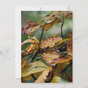 Herfst verlaat Thanksgiving Kaart