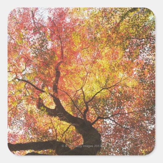 herfst vierkante sticker (Voorkant)