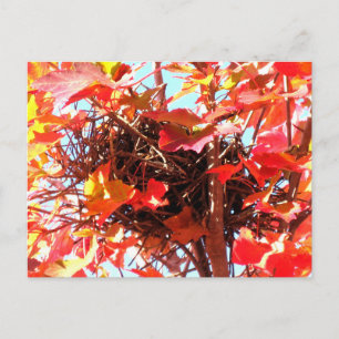 Herfst Vogelnest Herfst Natuurfotografie Briefkaart