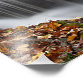 Herfst Waterval bij Vanderbuilt Foto Afdruk (Hoek)