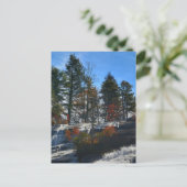 Herfst Waterval Hoge Herfsten Fotografisch NC Briefkaart (Staand voorkant)