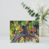 Herfst Wijndruiven Wijnland-Briefkaart Briefkaart (Staand voorkant)