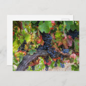 Herfst Wijndruiven Wijnland-Briefkaart Briefkaart (Voorkant / Achterkant)