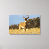 Herfst Witstaarthert Canvas Afdruk (Voorkant)