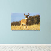 Herfst Witstaarthert Canvas Afdruk (Insitu (Houten vloer))