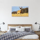 Herfst Witstaarthert Canvas Afdruk (Insitu (Slaapkamer))