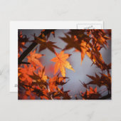 Herfst Wonderland in de herfstkleuren Briefkaart (Voorkant / Achterkant)