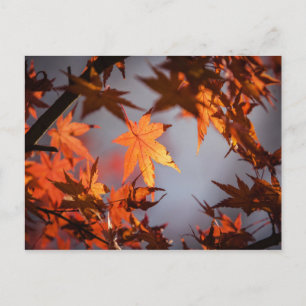 Herfst Wonderland in de herfstkleuren Briefkaart