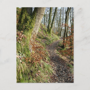 Herfst Woodland Walk: Cumbria Briefkaart