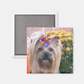 Herfst Yorkie Fun Magneet (Voorkant / Achterkant)