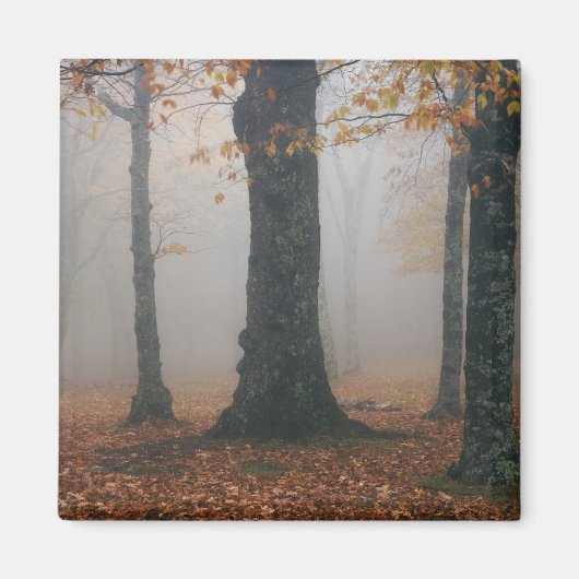 Herfstbeeld van nevelig bos, Grandfather 2 Magneet (Voorkant)