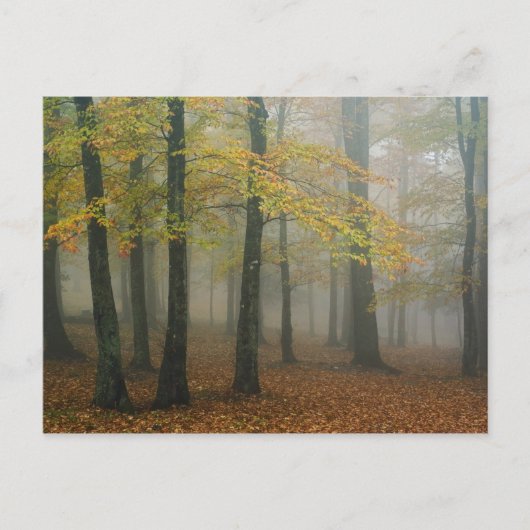 Herfstbeeld van nevelig bos, Grandfather 3 Briefkaart (Voorkant)
