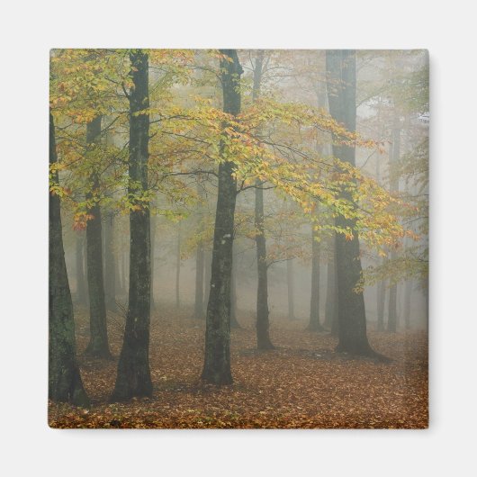 Herfstbeeld van nevelig bos, Grandfather 3 Magneet (Voorkant)