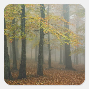 Herfstbeeld van nevelig bos, Grandfather 3 Vierkante Sticker