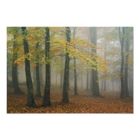 Herfstbeeld van nevelig bos, Grootvader 3 Foto Afdruk (Voorkant)