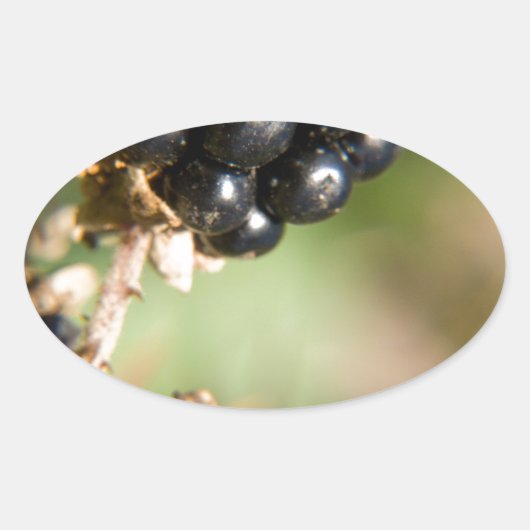 Herfstbessen Ovale Sticker (Voorkant)