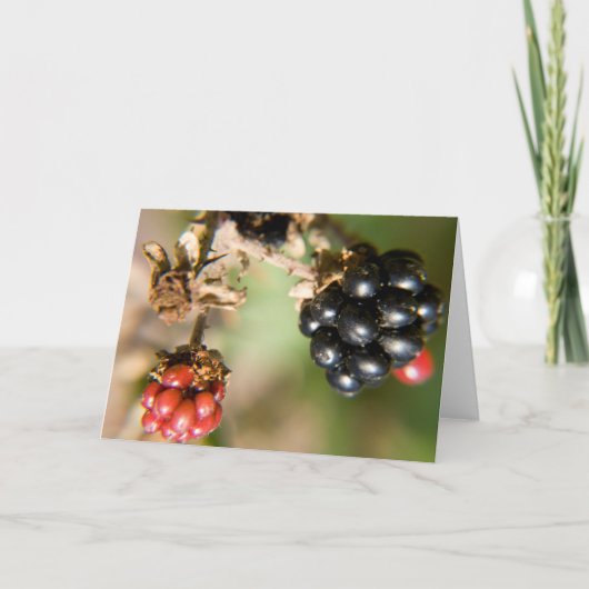 Herfstbessen Wenskaarten Kaart (Voorkant)