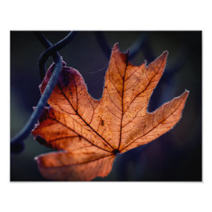 Herfstblad Fotovergroting Foto Afdruk