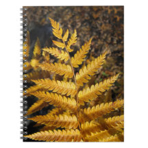 Herfstblad Golden Fern Foto