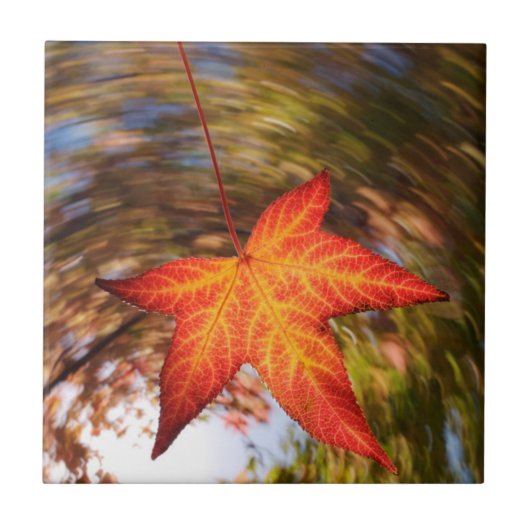 Herfstblad van een boom in de herfst tegeltje (Voorkant)