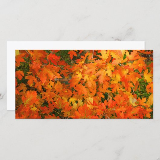 Herfstbladeren (Voorkant / Achterkant)