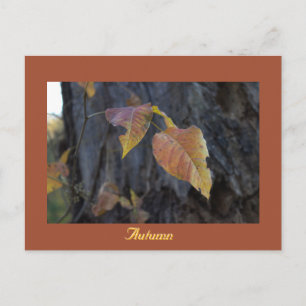 Herfstbladeren aan boom ansichtkaart briefkaart