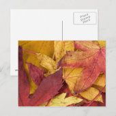 Herfstbladeren Ansichtkaart Briefkaart (Voorkant / Achterkant)