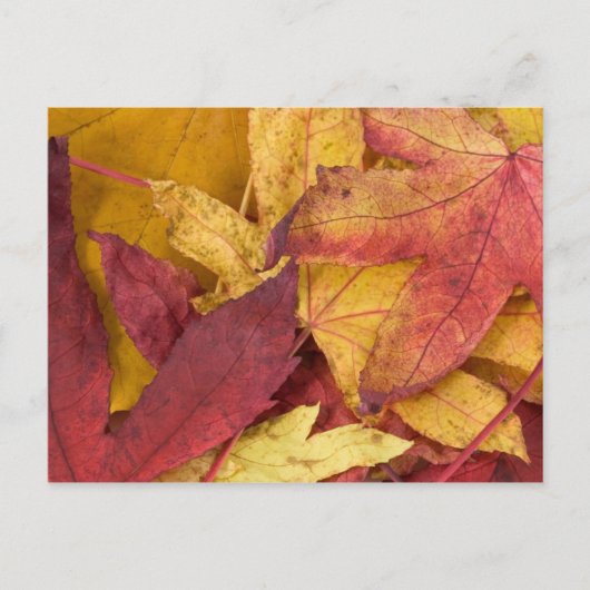 Herfstbladeren Ansichtkaart Briefkaart (Voorkant)