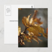 Herfstbladeren Ansichtkaart Briefkaart (Voorkant / Achterkant)
