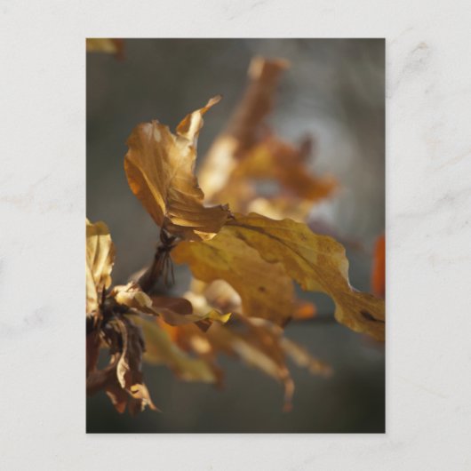 Herfstbladeren Ansichtkaart Briefkaart (Voorkant)