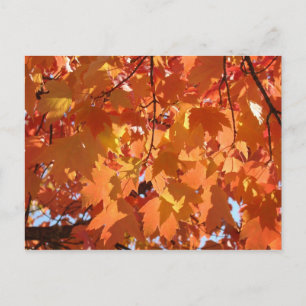 Herfstbladeren ansichtkaart Helder oranje herfstbl Briefkaart