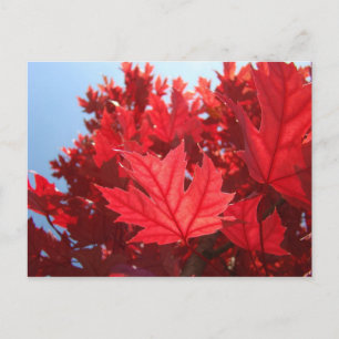 Herfstbladeren ansichtkaart op maat Rood herfstboo Briefkaart