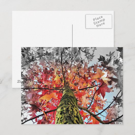 herfstbladeren briefkaart (Voorkant / Achterkant)