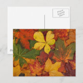 Herfstbladeren Briefkaart (Voorkant / Achterkant)