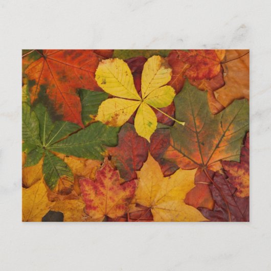 Herfstbladeren Briefkaart (Voorkant)