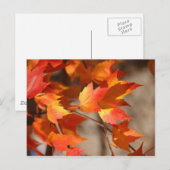 Herfstbladeren Briefkaart (Voorkant / Achterkant)
