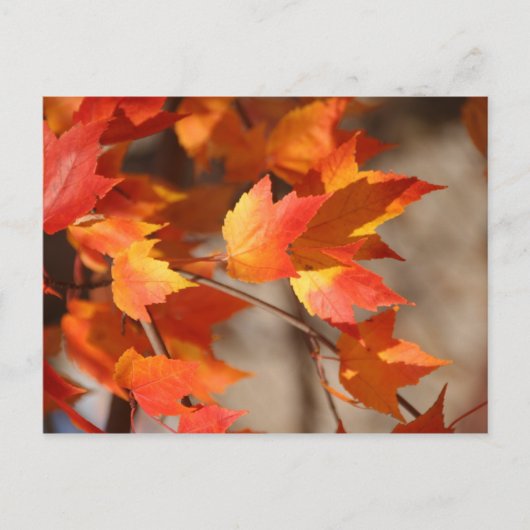 Herfstbladeren Briefkaart (Voorkant)