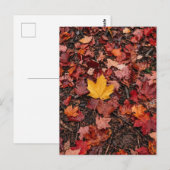Herfstbladeren  briefkaart (Voorkant / Achterkant)