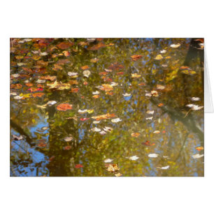 Herfstbladeren en stroomreflectie in Greenbelt