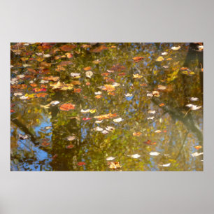 Herfstbladeren en stroomreflectie in Greenbelt Poster